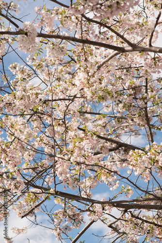 Cherry Blossoms in Bloom