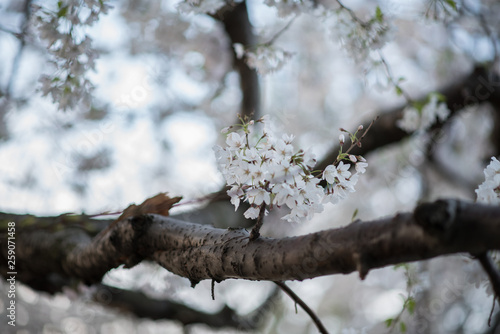 White Cherry Blossom in Bloom