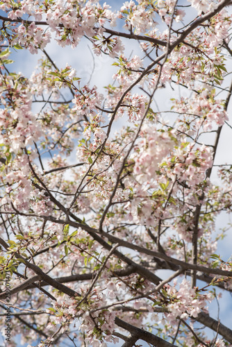 Cherry Blossoms in Bloom