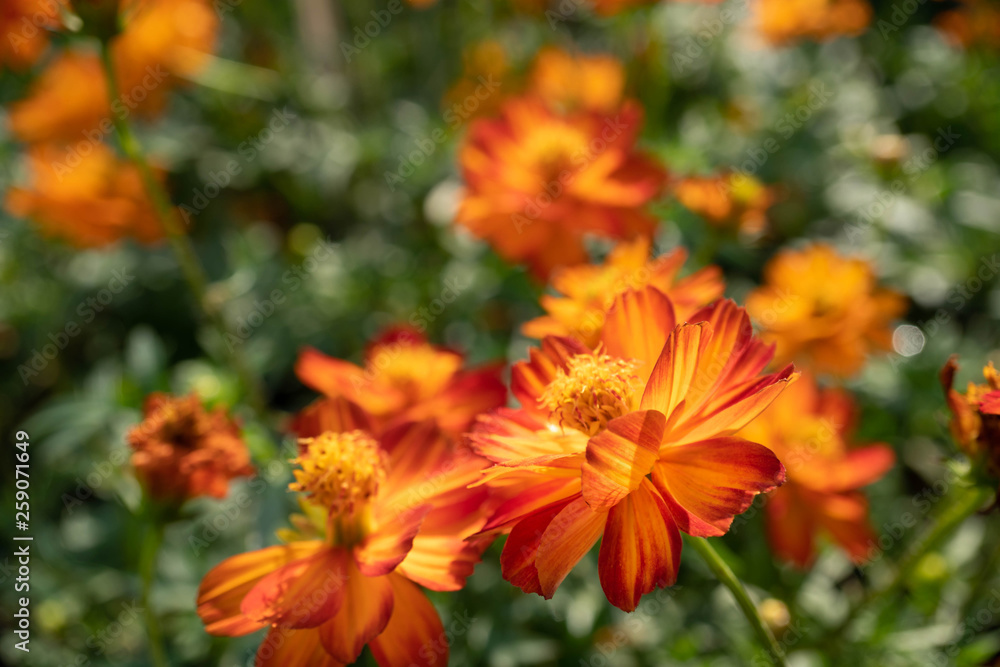 Orange Cosmos flowers in the garden with blur background Orange Cosmos flowers in the garden with blur background