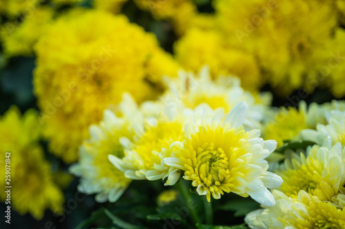 Yellow chrysanthemum  flower in the garden with blur background