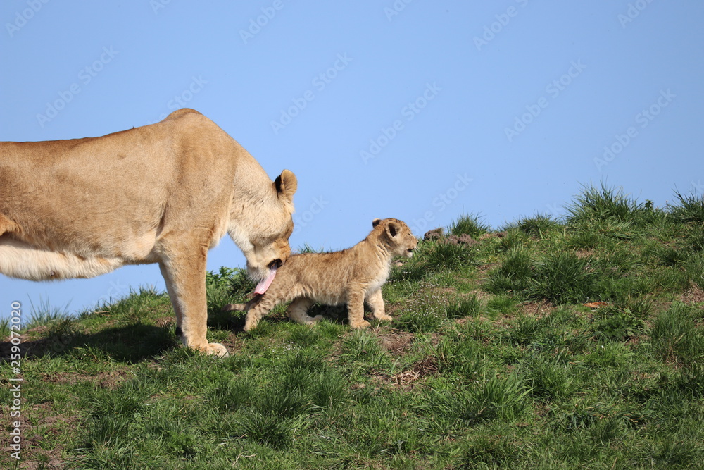 Fototapeta premium Lioness with cub 