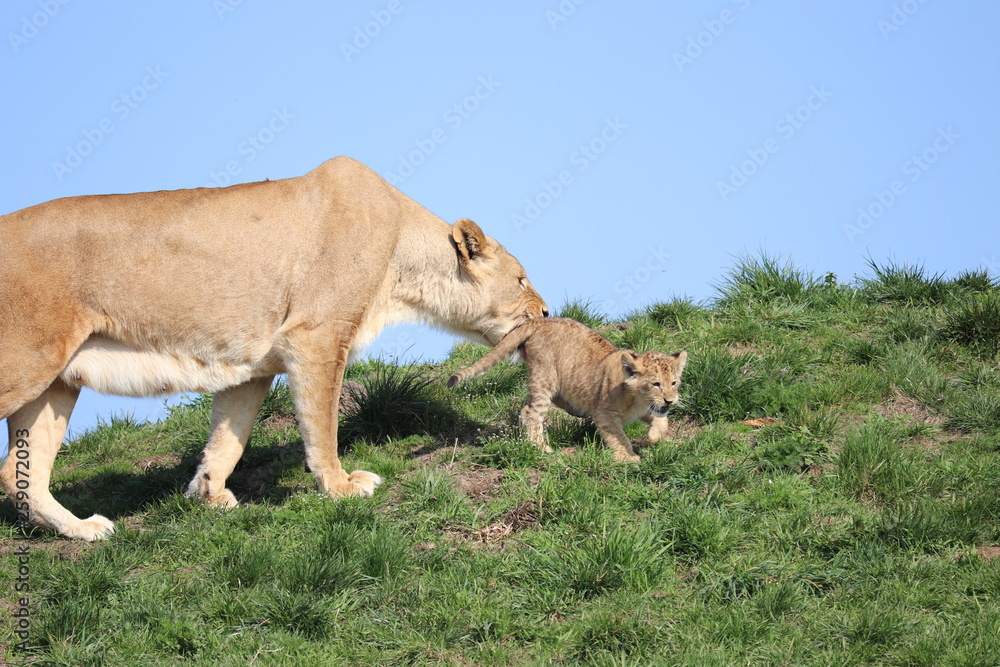 lioness and lion cub