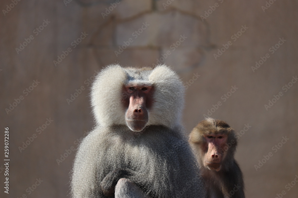 Fototapeta premium two baboons