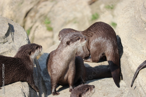 group of wild otters