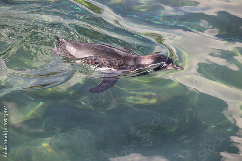 Pinguin swimming 