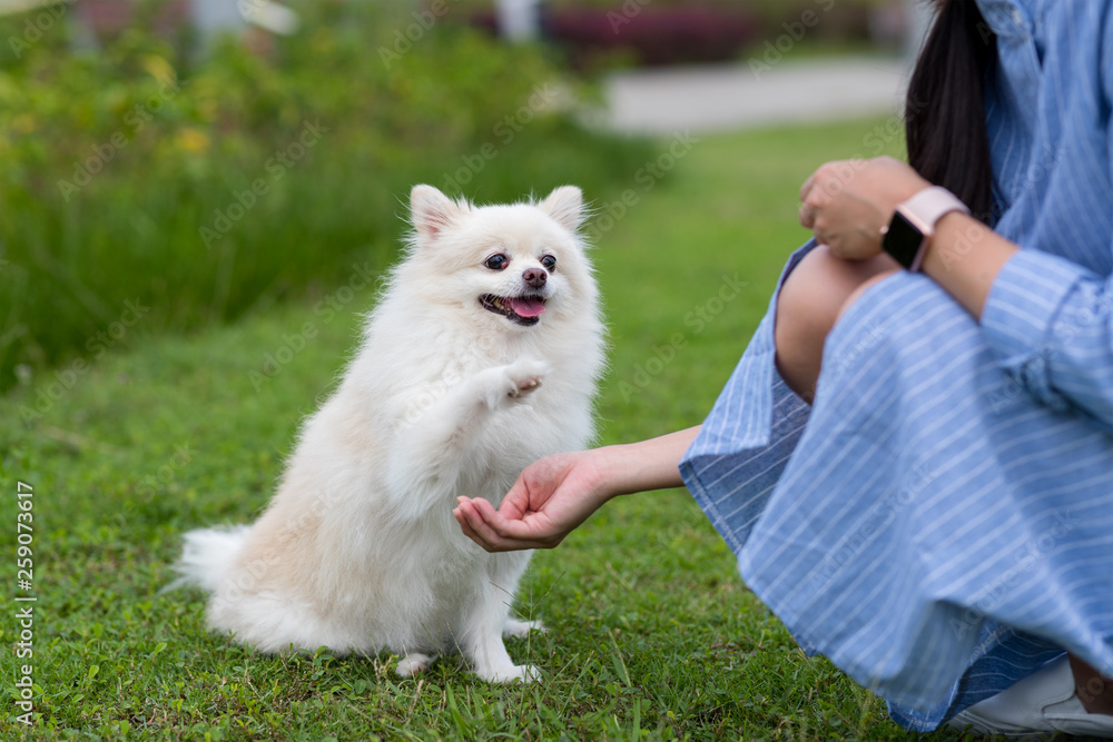 Pomeranian dog give hand at park