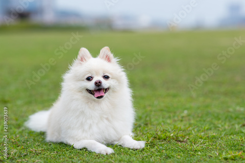 Pomeranian dog in park photo