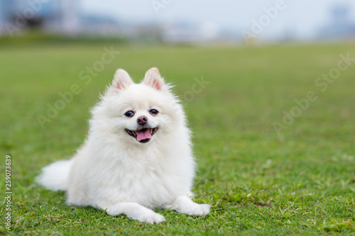 Obraz na plátně Pomeranian dog in park