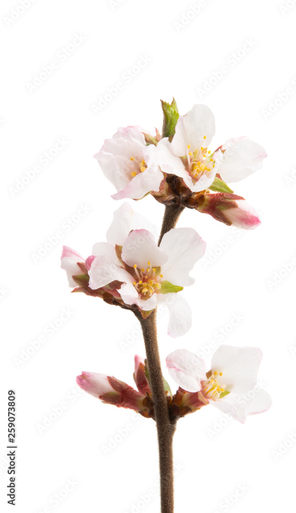 Obraz premium cherry flowers branch isolated