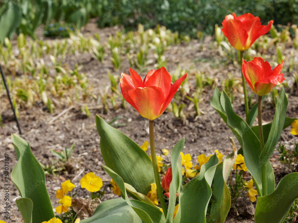 Naklejka premium La Tulipe fosteriana red alert à floraison précoce