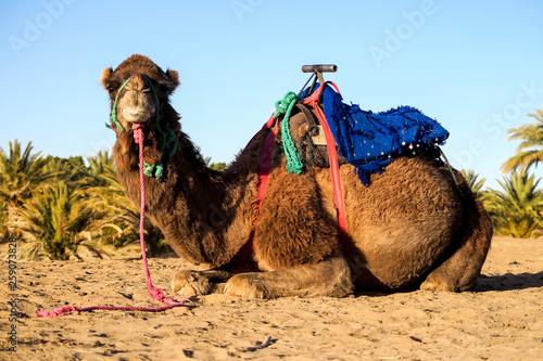 Canvas Print camel in the desert, photo as background