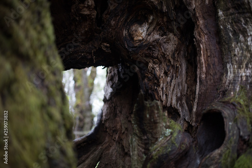 木の幹にできた空洞から別世界の臨む