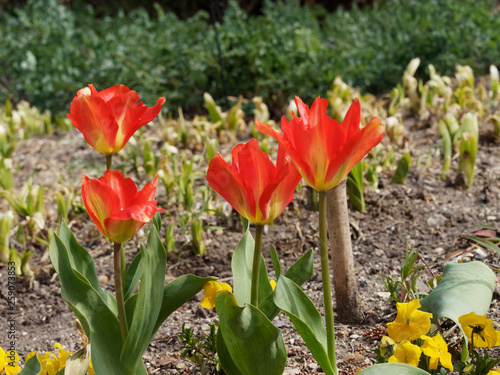 Tulipes fosteriana red alert    floraison pr  coce