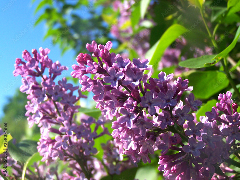 Common Lilac flowers on sunny may morning Common Lilac flowers on sunny may morning