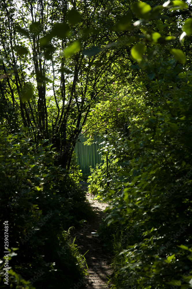Obraz premium sunlight in the garden