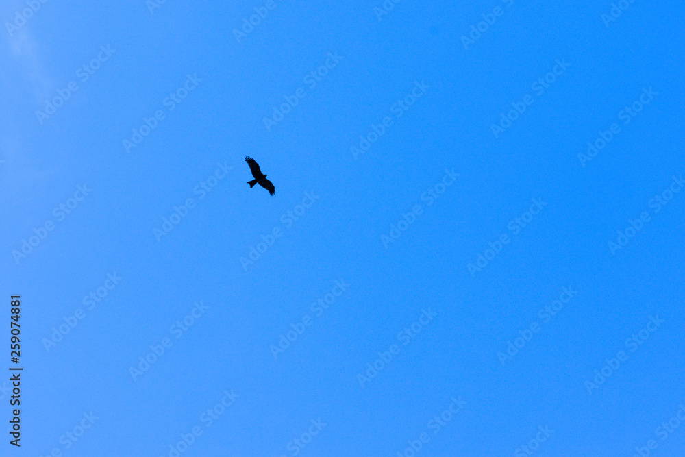 Seagull bird in flight on blue sky bright sunlight background in Pangot, a small Village in Uttarakhand, India. Symbol of liberty and freedom. Copy space room for text on right side. Seagull bird in flight on blue sky bright sunlight background in Pangot, a small Village in Uttarakhand, India. Symbol of liberty and freedom. Copy space room for text on right side.