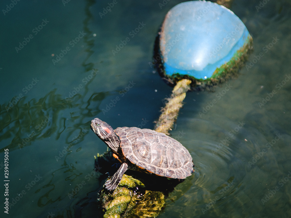 Fototapeta premium Turtle Giving the Side Eye