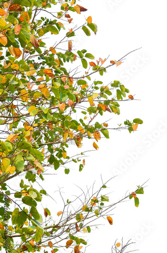 colourful leaves of tree isolated on white, dry leaves of Bauhinia variegata tree in outdoor park