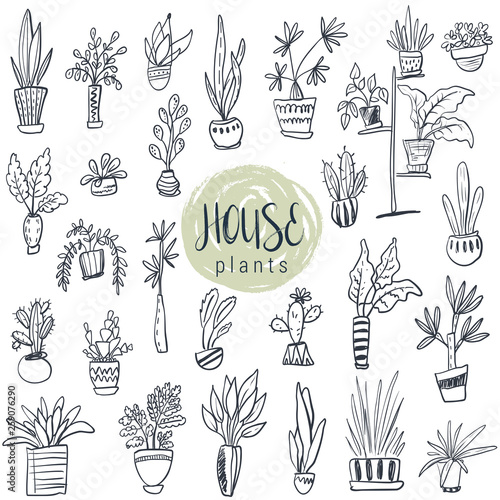 Vector collection of house plants in pots.