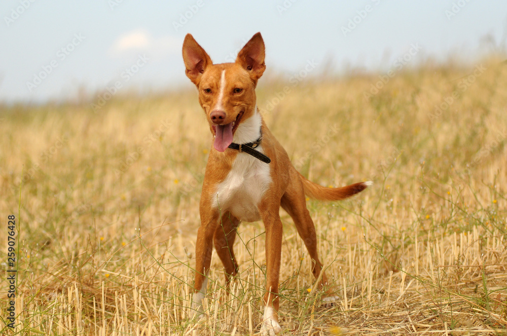 Perros abandonados en la protectora Perros abandonados en la protectora
