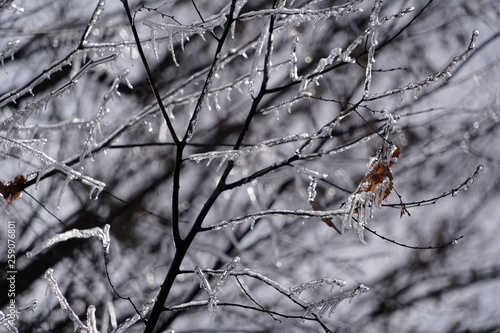 寒い冬の小枝が凍る風景