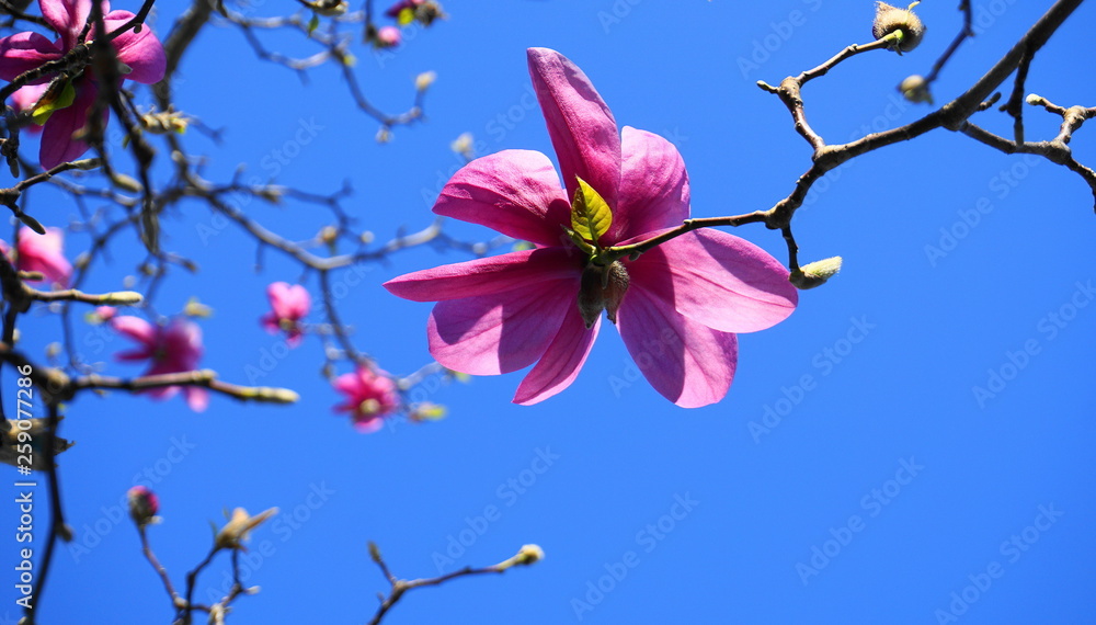 Obraz premium Magnolia blossom tree. Beautiful magnolia flowers against blue sky background close up.