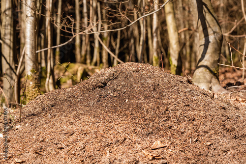 Wallpaper Mural Ameisenhaufen Torontodigital.ca