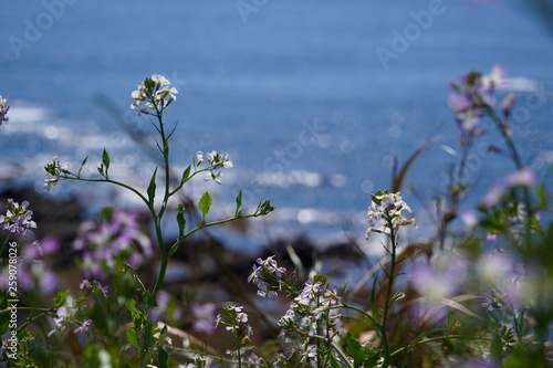 海を眺める草花のボケ具合