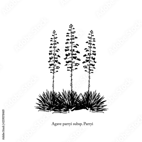 vector illustration of agave Bush with flower, freehand sketch