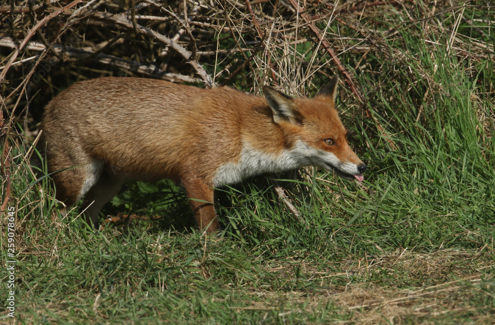 A magnificent Red Fox (Vulpes vulpes) searching for food to eat at the edge of shrubland. A magnificent Red Fox (Vulpes vulpes) searching for food to eat at the edge of shrubland.