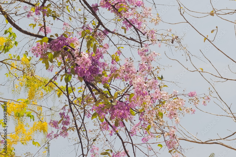 Beautiful Pride of India or Inthanin flower in Thailand blossom on tree ...