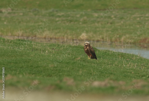 A beautiful Marsh Harrier (Circus aeruginosus) perching on the grass in a meadow.