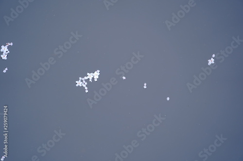 川に浮かぶ桜の花びら