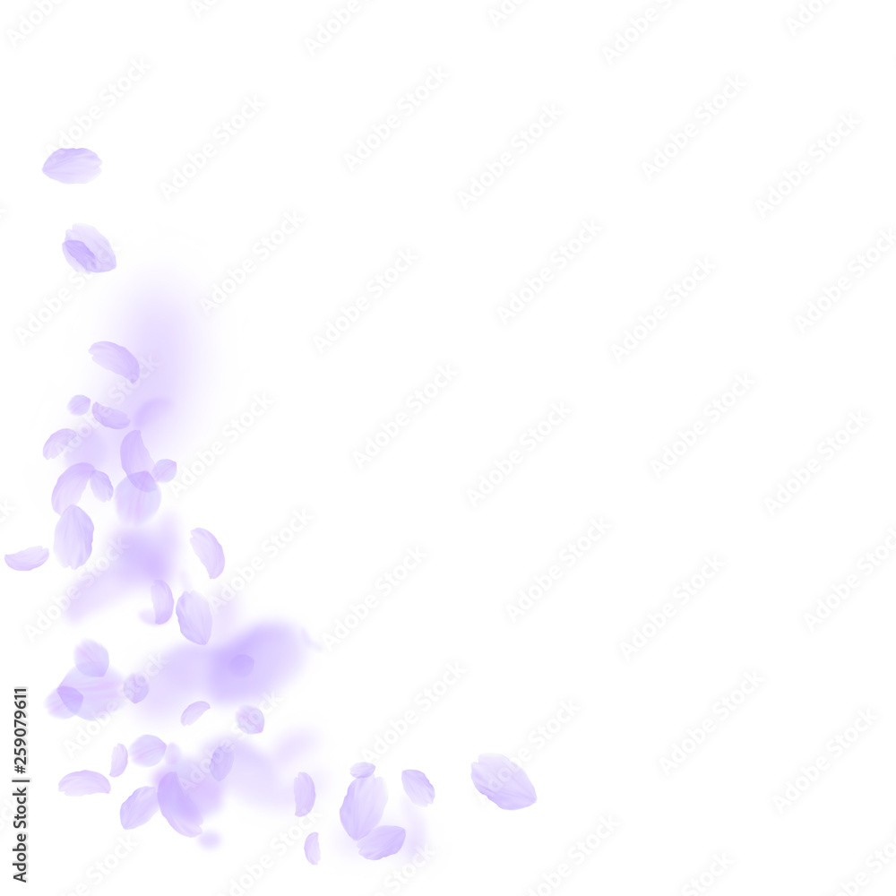 Violet flower petals falling down. Astonishing rom