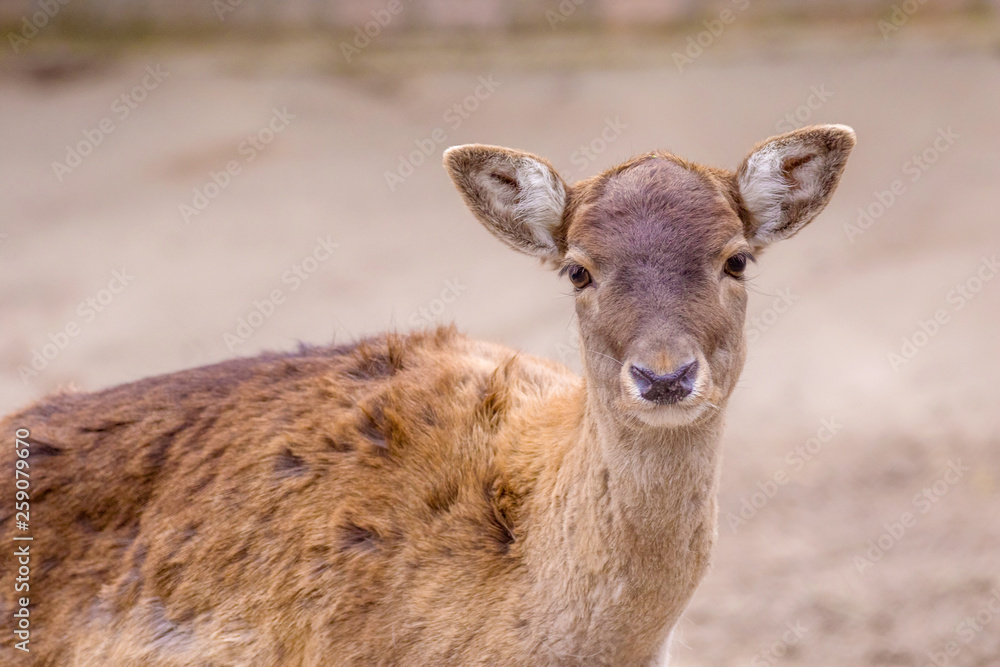 timid artiodactic animal young roe deer portrait timid artiodactic animal young roe deer portrait