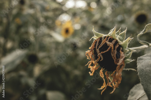 夏の終わりの枯れた向日葵