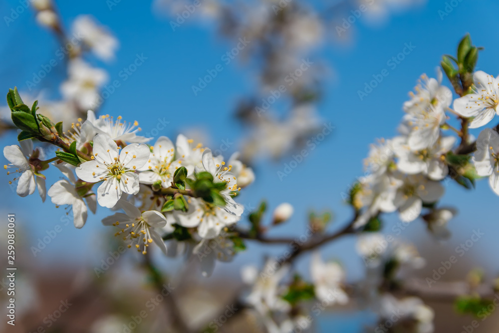 Detail of cherry blossom with blue sky in blured background, spring time, Czech republic