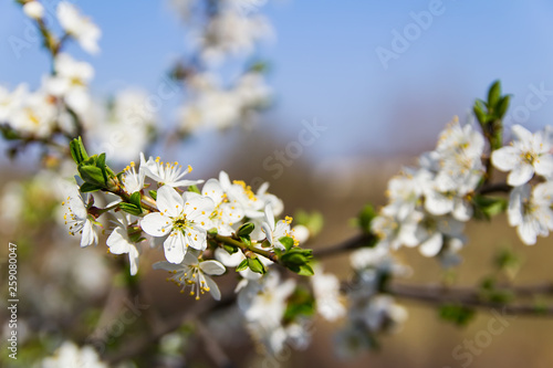 Detail of cherry blossom with blue sky, spring time, Czech republic