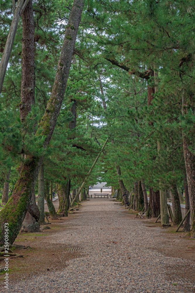 出雲大社 松の参道 出雲大社 松の参道