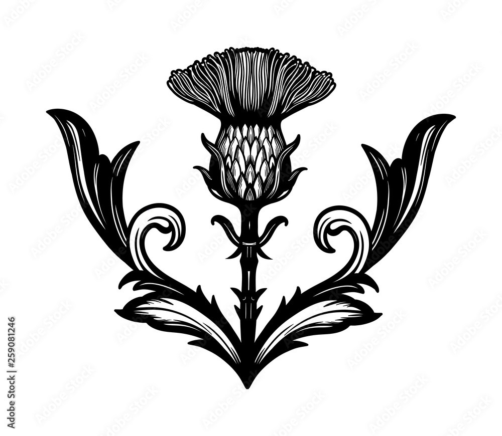 Thistle flower the Symbol Of Scotland. Stock Vector Adobe Stock