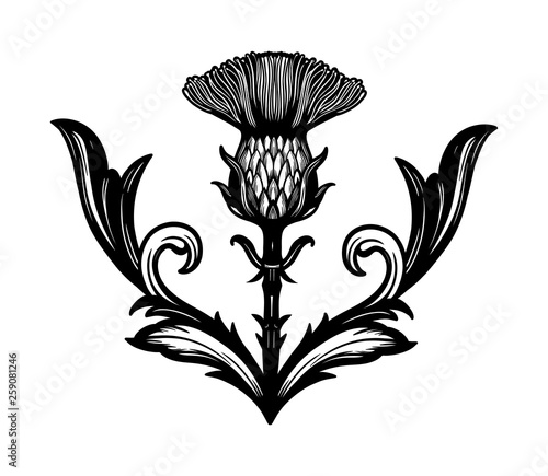 Thistle flower -the Symbol Of Scotland.