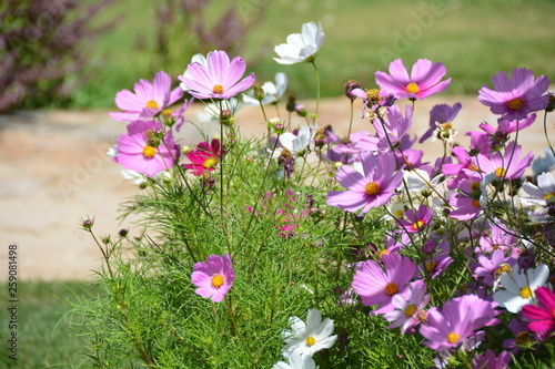 Schmuckkörbchen Kosmea Cosmea