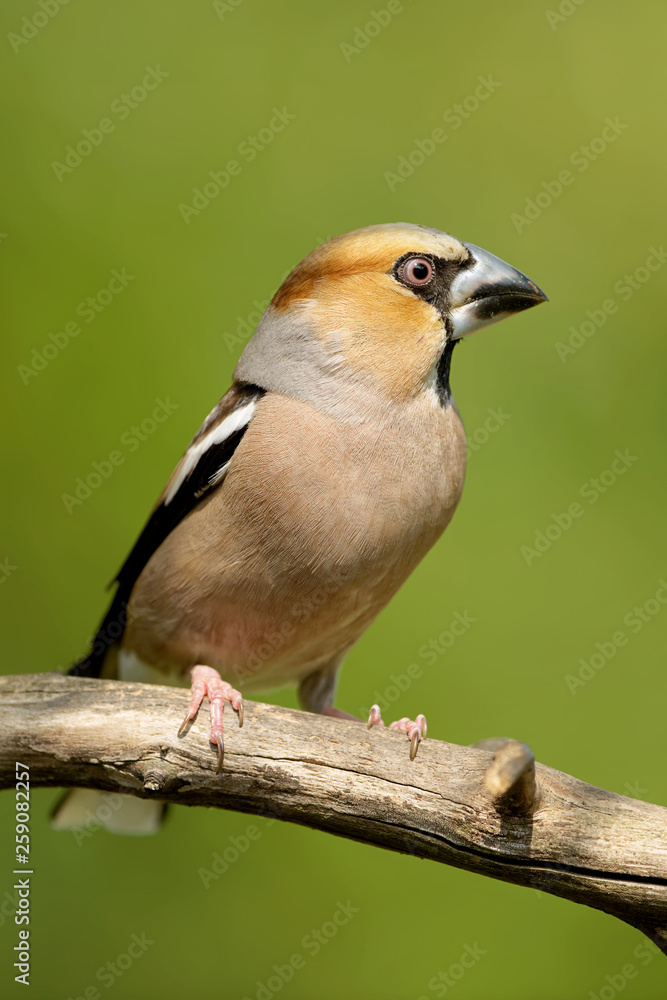 Obraz premium Kernbeißer