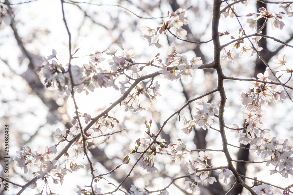 cherry trees spring 2019