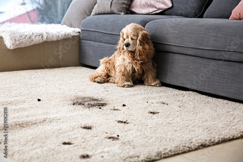 Funny dog and its dirty trails on carpet