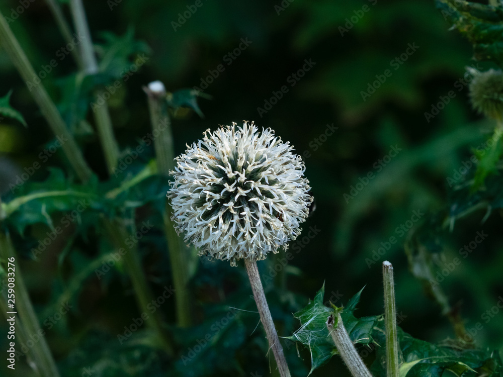 Blossom of Great globe-thistle or Echinops sphaerocephalus close-up, selective focus, shallow DOF