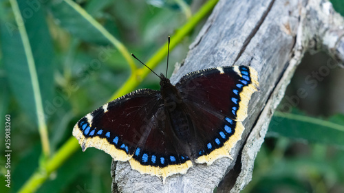 Mourning cloak, Camberwell Beauty or Nymphalis antiopa close-up, selective focus, shallow DOF photo