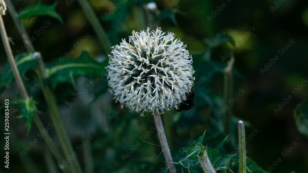 Blossom of Great globe-thistle or Echinops sphaerocephalus close-up, selective focus, shallow DOF
