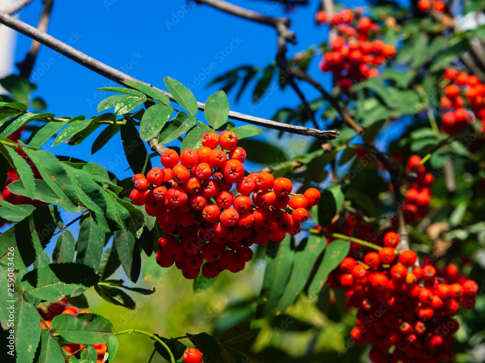 Mountain ash, Rowan or Sorbus tree with ripe berries, macro, selective focus, shallow DOF Mountain ash, Rowan or Sorbus tree with ripe berries, macro, selective focus, shallow DOF